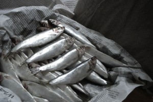 Fresh, Omega-Rich Sprats, Ready to dust and fry in our their own oil.